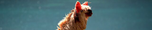 Lama Ausangate