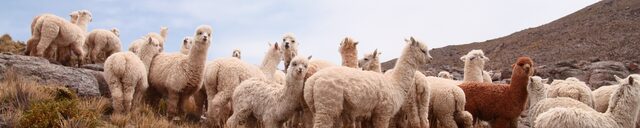 Lamas